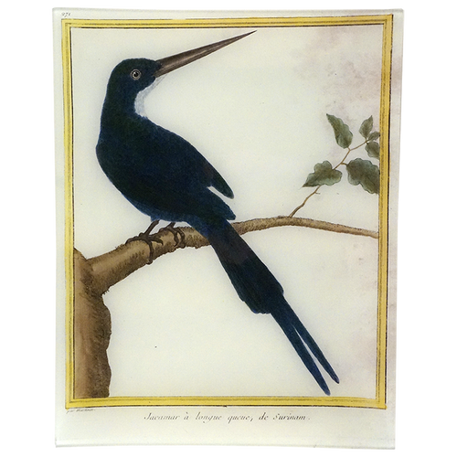 Jacamar (Martinet)