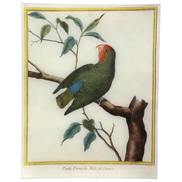 Parakeet (Martinet)