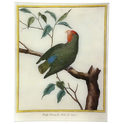 Parakeet (Martinet)