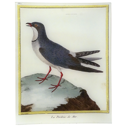 Pratincole (Martinet)