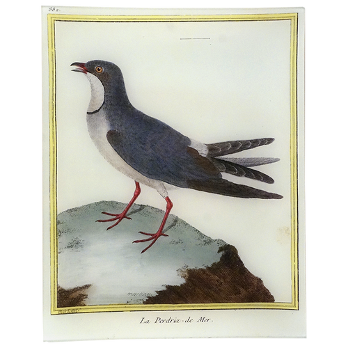 Pratincole (Martinet)