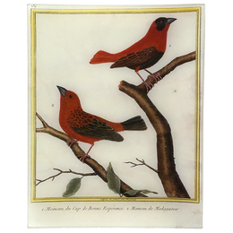 Red Sparrow (Martinet)
