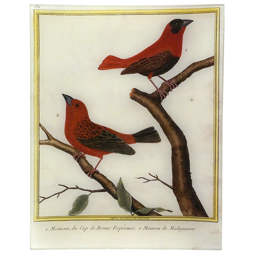 Red Sparrow (Martinet)