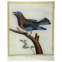 Roller (Martinet)