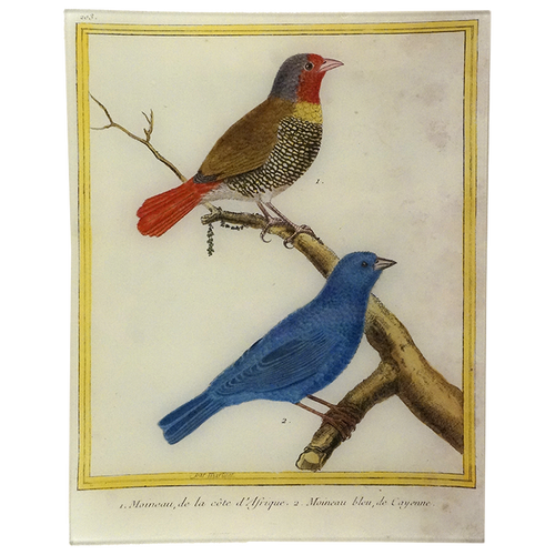 Sparrow (Martinet)