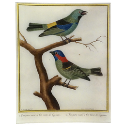 Tanager (Martinet)