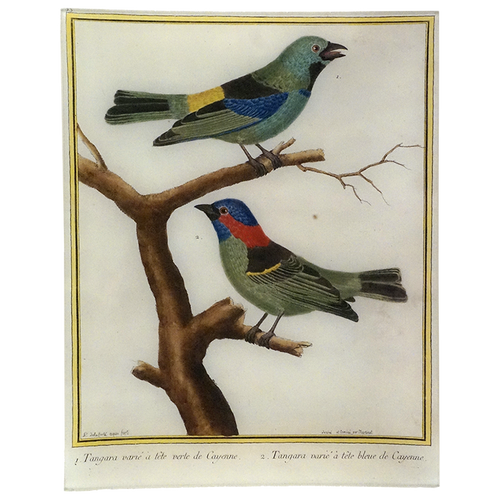 Tanager (Martinet)