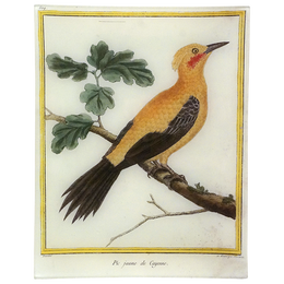 Woodpecker (Martinet)