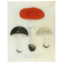 Mushrooms - Pl. 20 - FINAL SALE