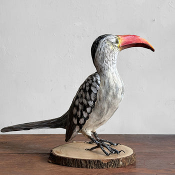 Papier-Mâché  Red Billed Horn Bill