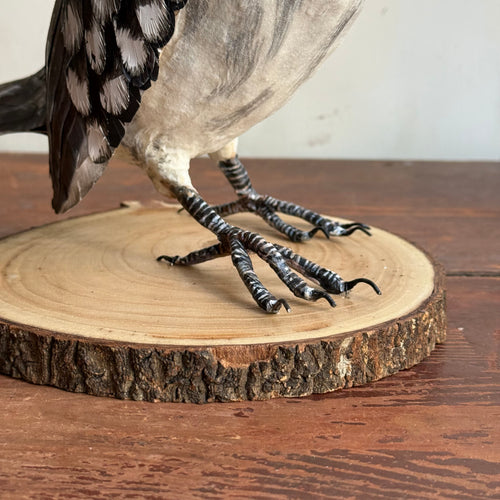 Papier-Mâché  Red Billed Horn Bill