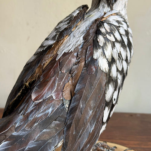 Papier-Mâché  Red Billed Horn Bill