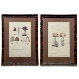 Pair of 19th-century Framed Fungi Illustrations