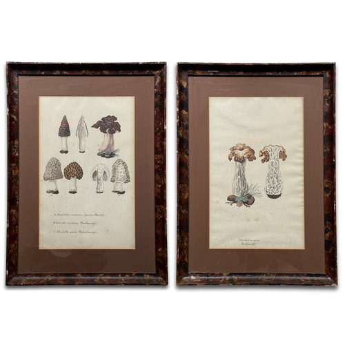 Pair of 19th-century Framed Fungi Illustrations