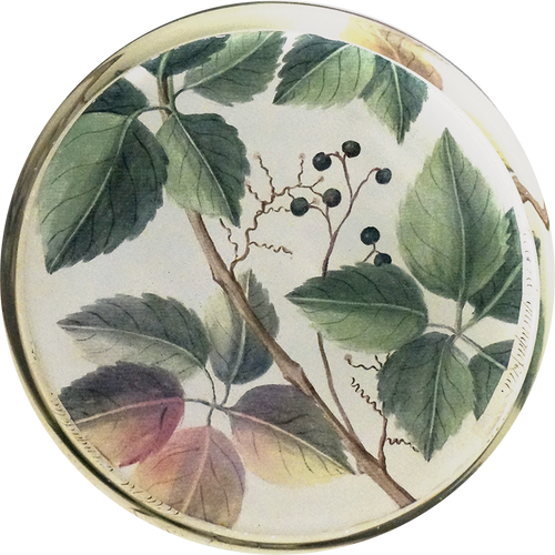 Hedera