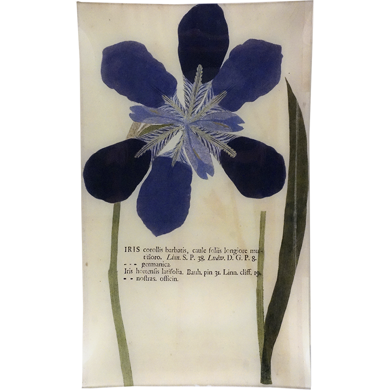 Five Iris