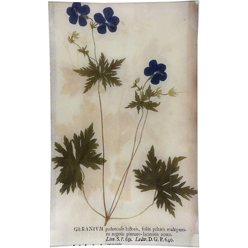 Geranium Pinnato