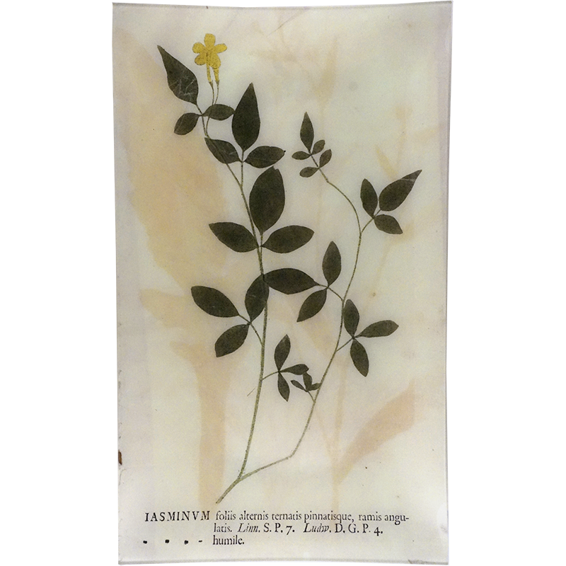 Jasminum