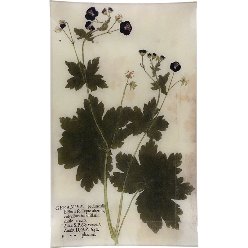 Purple Geranium