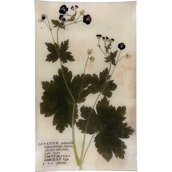 Purple Geranium