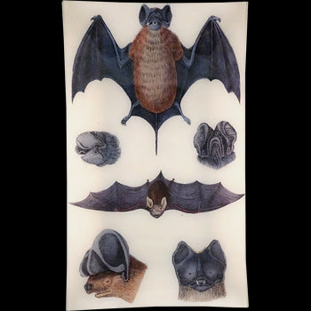Bats 2