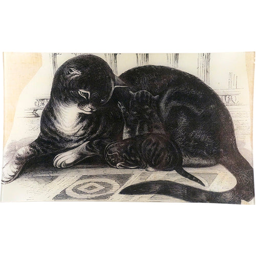 Domestic Cat - FINAL SALE