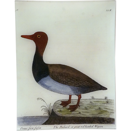 #59 - The Pochard