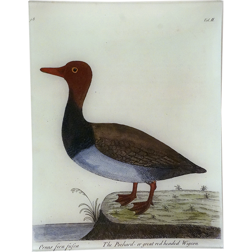 #59 - The Pochard