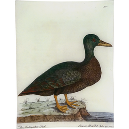 #60 - The Madagasker Duck