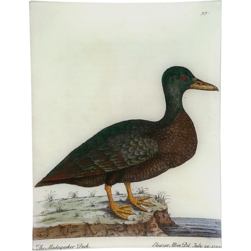 #60 - The Madagasker Duck