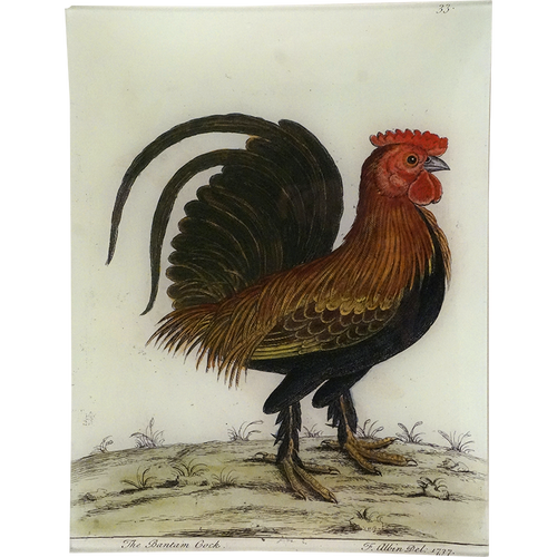 #63 - The Bantam Cock