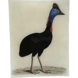 #64 - The Cassowar Cock