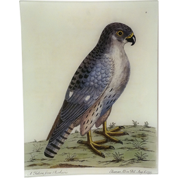 #65 - Falcon from Barbarie