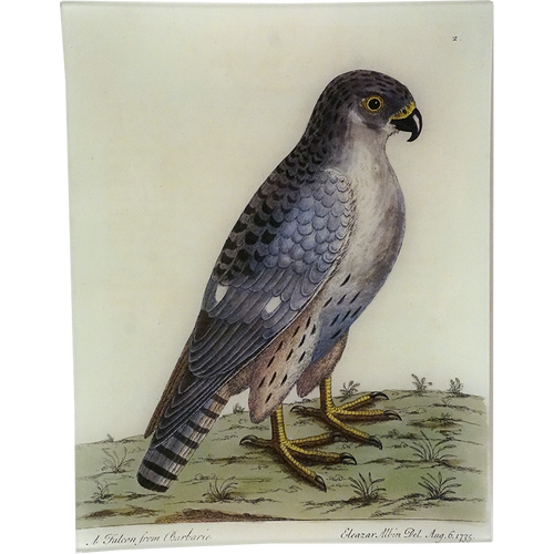#65 - Falcon from Barbarie