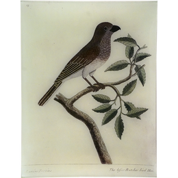 #66 - The Lesser Butcher Bird Hen