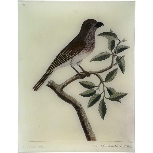 #66 - The Lesser Butcher Bird Hen