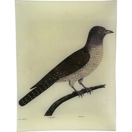 #68 - Cuckoo Cuculus
