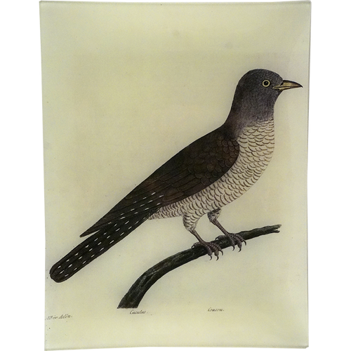 #68 - Cuckoo Cuculus