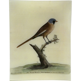 #69 - Bearded Titmouse
