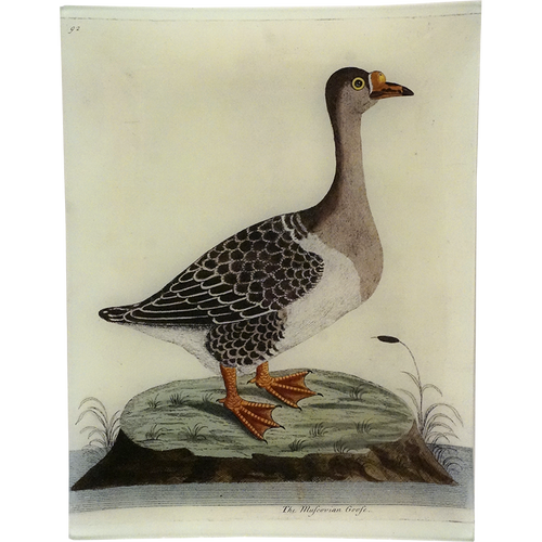 #70 - The Muscovian Goose
