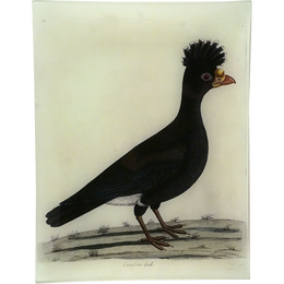 #71 - Carassow Cock