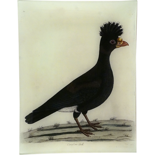 #71 - Carassow Cock