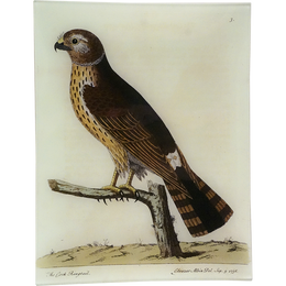 #72 - Cock Ringtail