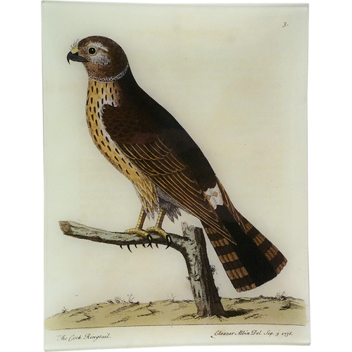 #72 - Cock Ringtail