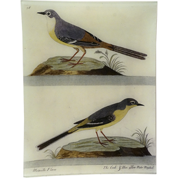 #73 - Yellow Water Wagtail