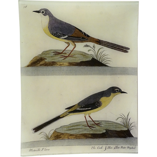 #73 - Yellow Water Wagtail