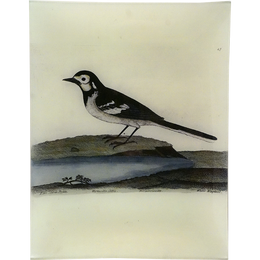 #74 - Water Wagtail