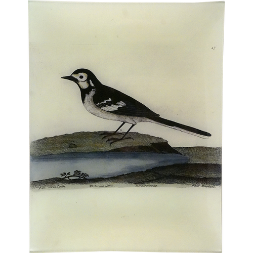 #74 - Water Wagtail