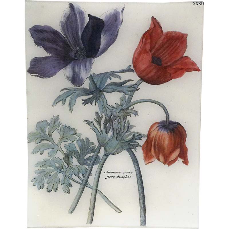 Anemone XXXII