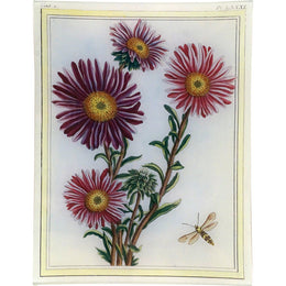 Asters - FINAL SALE